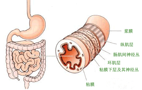 糜烂性胃炎