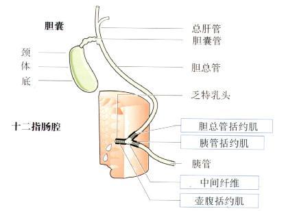 胆管癌寿命有多少年